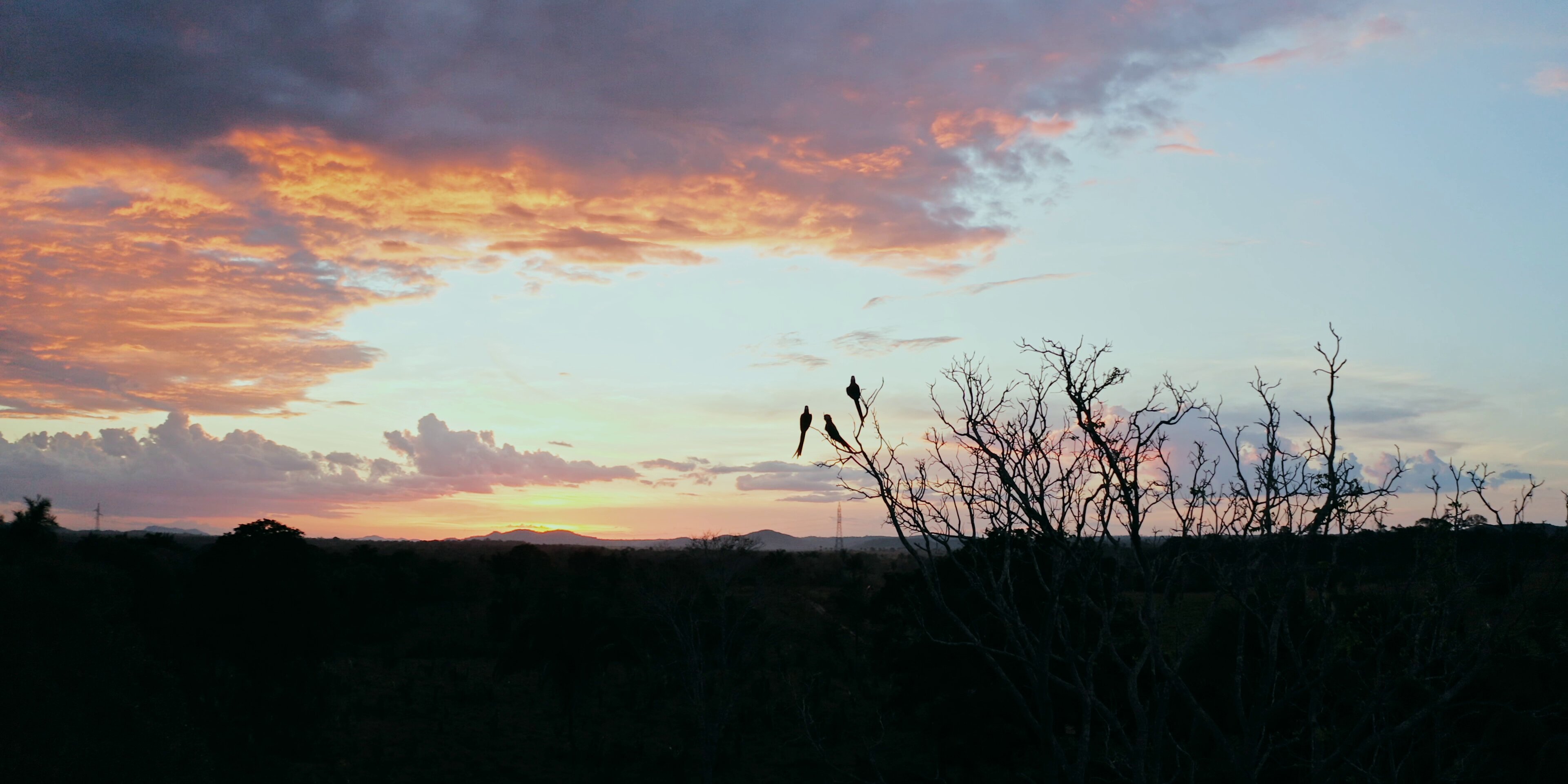 Dois pássaros em galhos secos com pôr do sol colorido ao fundo